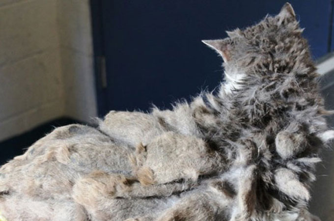 猫と判別がつかないほどひどい状態で発見された老猫のスカーレット