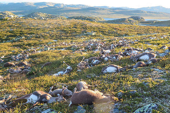 ノルウェーで300頭を超えるトナカイが落雷によって命を落とす