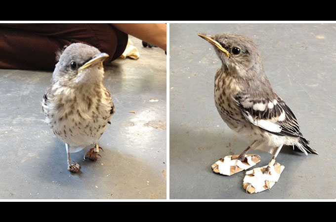 小さな鳥の負傷した足を修復するため作成されたスノーシュー