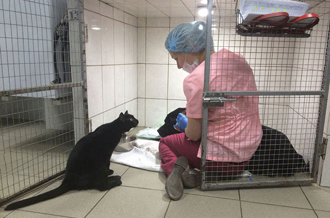 脊椎損傷で歩くことが出来なくなった猫が看護師になり多くの動物たちを救う