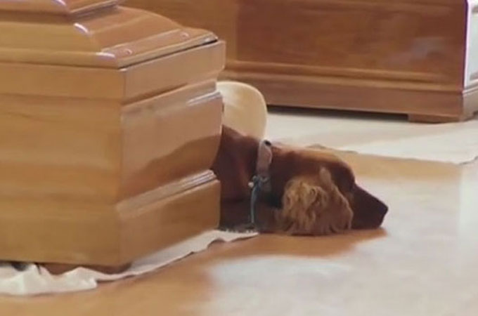 地震で犠牲となった飼い主の棺から離れることが出来ない愛犬の姿に涙