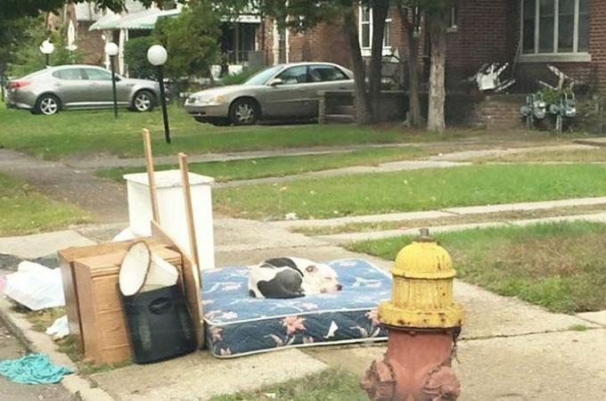 引っ越しでいらなくなった家具と一緒に捨てられた犬が飼い主の帰りを待ち続ける