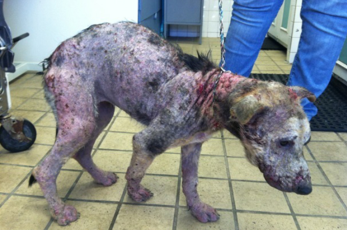 皮膚病によって酷い状態だった犬が過酷な治療を乗り越え、回復し本来の姿を取り戻すまで
