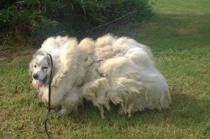 飼い主が病気だったことが原因で飼育放棄された犬。伸びきった毛は15キロにもなっていた