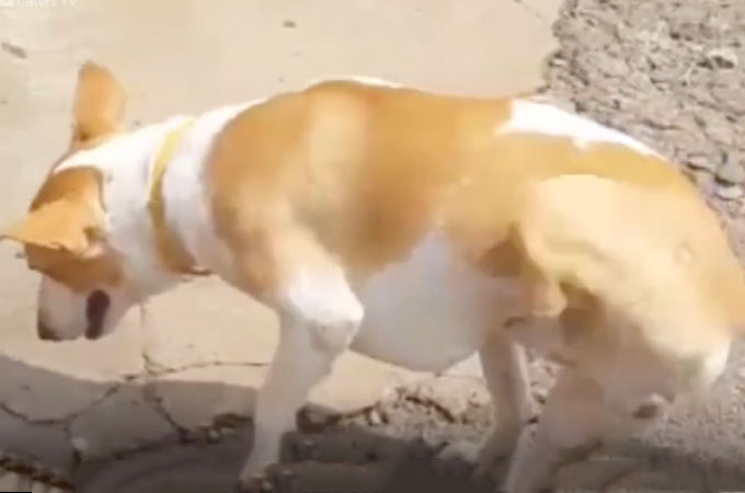 後ろ脚を切断され捨てられた1匹の犬が残された2本の前脚でふたたび歩き出す