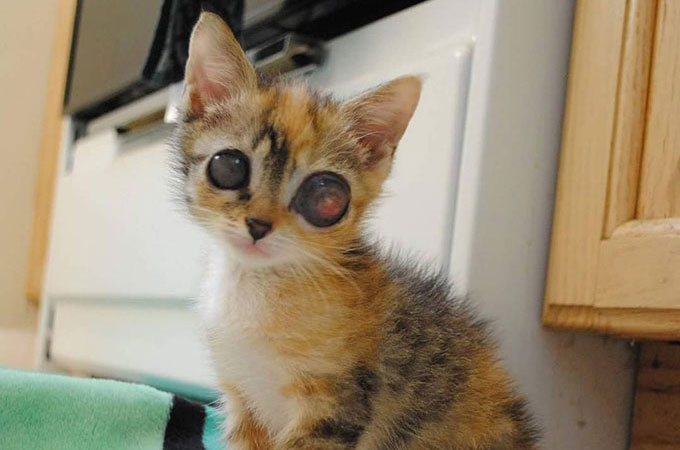 細菌感染が放置されカエルのような巨大な目となり眼球が破裂してしまった子猫