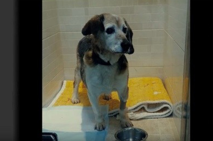 動物実験の施設から救い出された3匹のビーグル犬。初めて触れた「芝生」に胸が苦しくなる