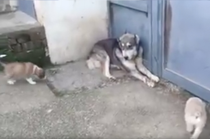 【動画】いたずら心で子犬に「バウ！」と吠え驚かせてしまった犬。その後、その行動を後悔する結果に