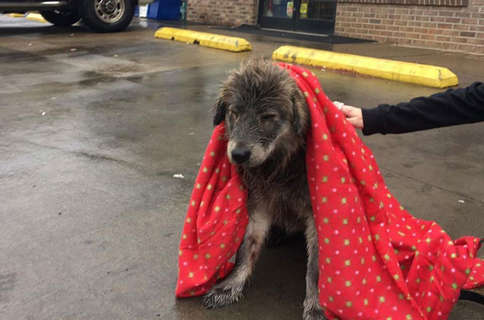冷たい雨の中、生きることをあきらめたかのような1匹の野良犬が見つかる