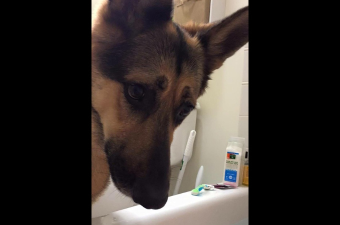 お風呂に入るといつも覗きにくる犬。その原因となった辛い過去とは