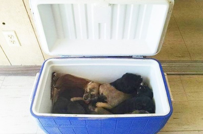 クーラーボックスの中に入れられ道路脇に捨てられた9匹の子犬。健康に問題なく無事に全匹里親に引き取られる