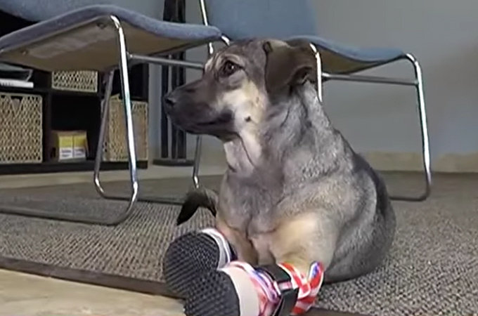 犬肉工場で前足を切断された犬がクリスマスプレゼントとして義足を手に入れる