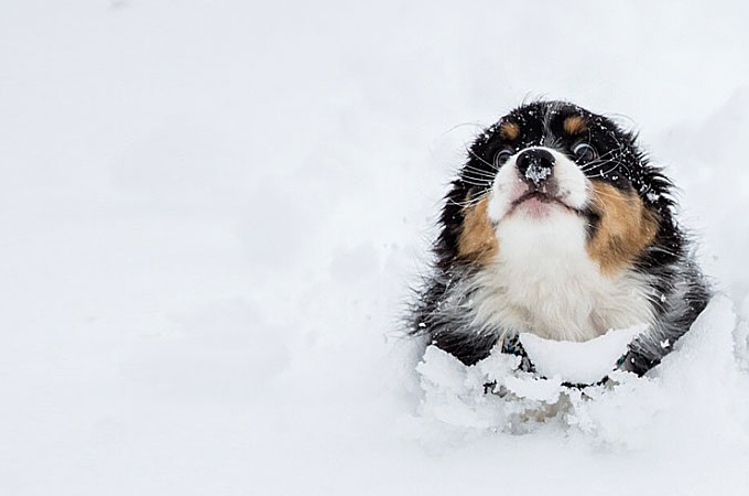 【画像】生まれて初めて「雪」を体験する動物たちに癒される