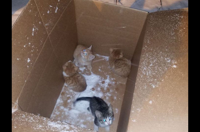 吹雪の中捨てられた4匹の子猫　互いに寄り添うことで温め合い小さな命をつなぐ