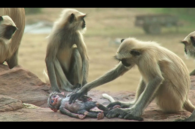 赤ちゃんの死を悲しむ猿の群れの姿を捉えた映像に人々が涙する