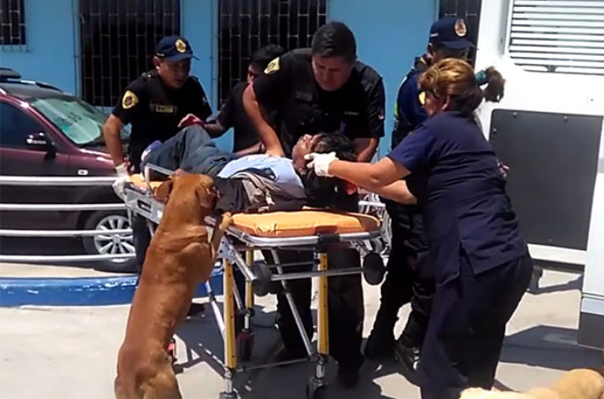 救急車で搬送される飼い主から離れようとしない2匹の犬の忠誠心に心を打たれた医療スタッフが特例を出す