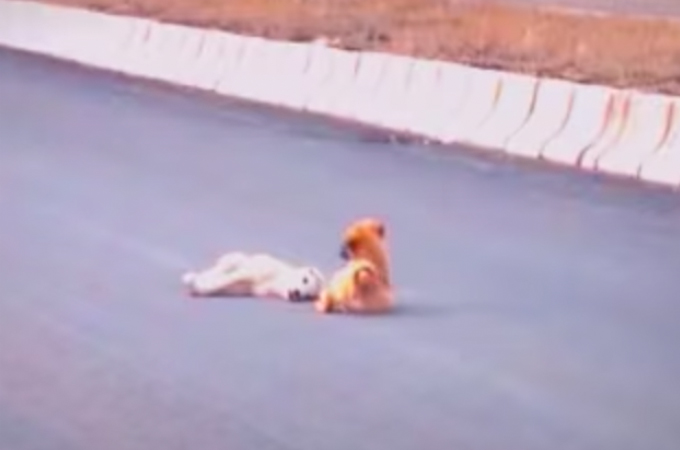 車に跳ねられ瀕死の子犬に寄り添うもう1匹の子犬。懸命に励ますその姿に胸が締め付けられる