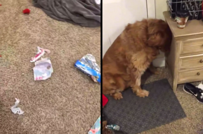 【動画】部屋を散らかした犬が全力で反省している姿がこちら。