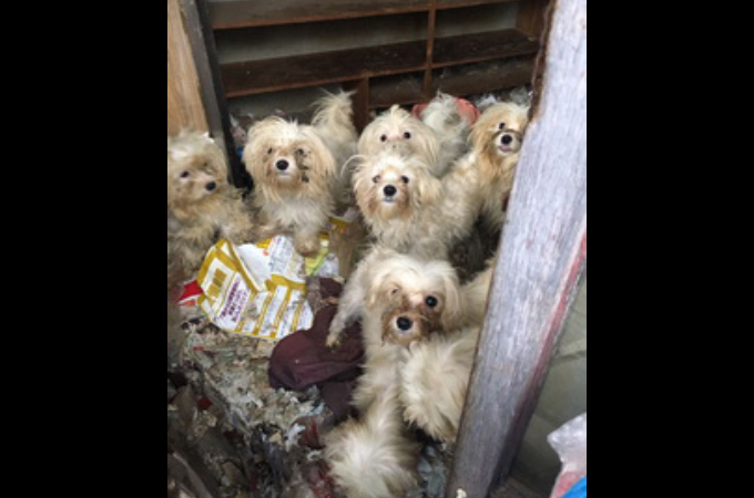 長崎県の民家で不妊治療をせず繁殖を繰り返し、劣悪な環境にいた計50匹の犬を保護。
