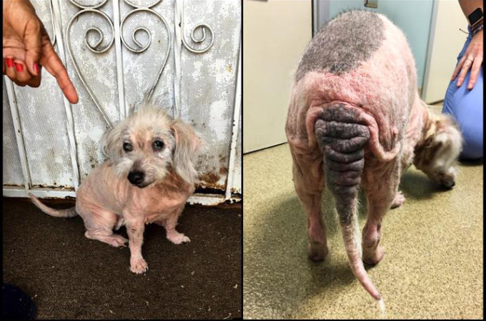 有毒物質を浴びせられ酷い虐待を受けてきた盲目の犬。懸命な治療により見違える姿を取り戻す。