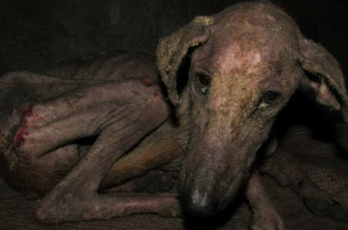 エサを探しに行く力もなく、廃墟の地下で暮らしていた1匹の犬。保護され、本来の姿を取り戻す。