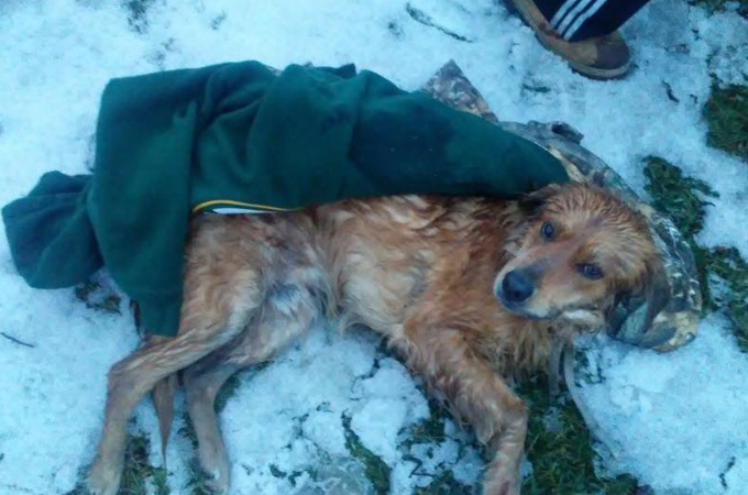 車の跳ね飛ばされ瀕死の状態だった犬。保護後に受ける多額の手術費用が多くの人によって募られる