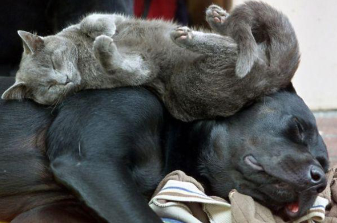 なんで猫は犬を枕にして寝るの？犬を枕にしてスヤスヤと眠る猫たち画像21枚