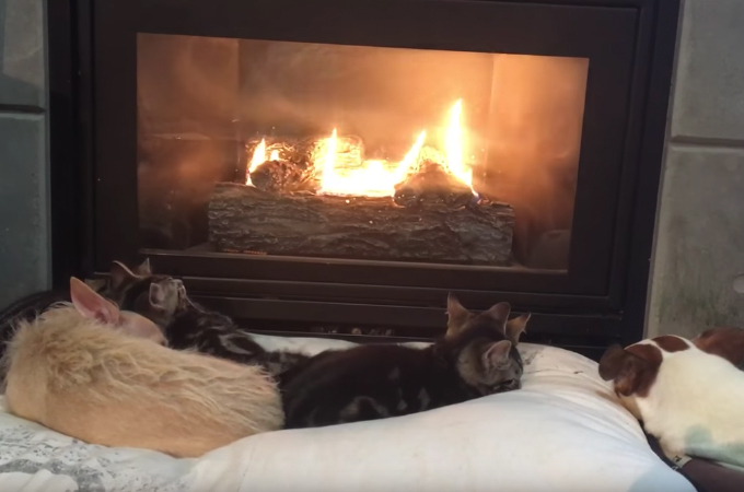 暖炉の前でリラックスをする犬と子猫たち。「ご飯だよ！」の声に、おのおのがとった行動とは