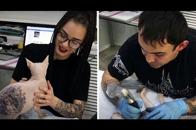 飼い猫のスフィンクスに鎮痛剤を投与しタトゥーを施した男性に対し多くの批判の声が