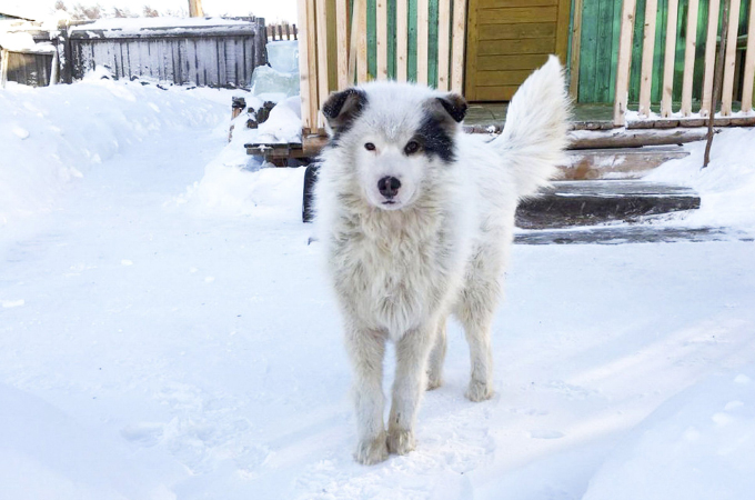 氷点下20℃の極寒の中、2日間も母親に置き去りにされてしまった男の子。そして、飼い犬が男の子を救う