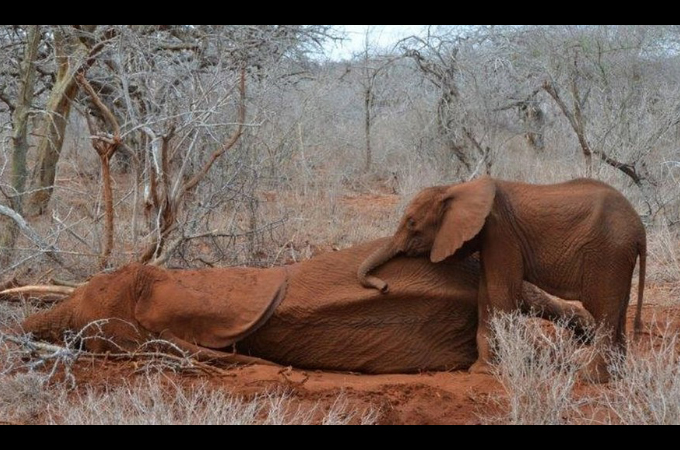 ハンターに撃たれ命を落とした母親ゾウのそばにずっと寄り添う子供のゾウ。その姿に胸が締め付けられる。