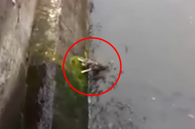 川に落ちてしまい溺れかけていた1匹の犬を救った男性。そして、救助後に犬のとった行動とは