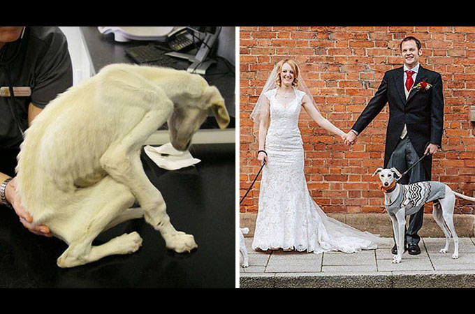 残酷なカップルに虐待され世界で最も痩せこけた犬　新しい飼い主さんの結婚式で見違えるほど素敵な姿に