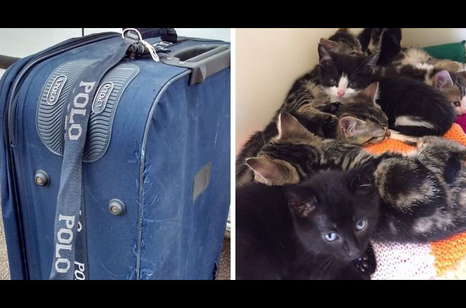 古いスーツケースに入れられ線路上に捨てられた猫たちを救い出した犬