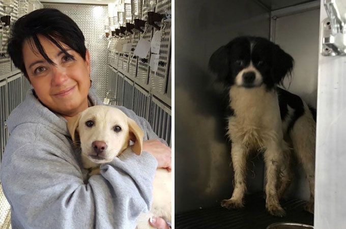 韓国の犬肉市場から救い出された55匹の犬たちがアメリカに渡り幸せを手にする