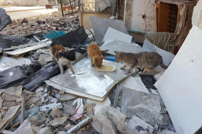 空爆を受け閉鎖を余儀なくされたシリアにある猫の保護施設。多くの人に支えられ、再開することに