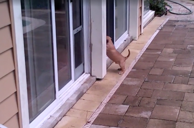 【動画】家の中に入りたくて仕方ない子犬を見かねて、ドッグドアを使いお手本を見せる犬。