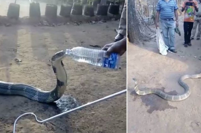 深刻な水不足により人里に降りてきたコブラ。困っているコブラに地元の人が水を与える姿が撮影される。