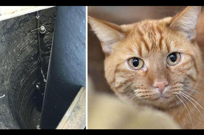 自宅から1200キロ離れた工事現場の穴の底から発見された猫が無事家路につく