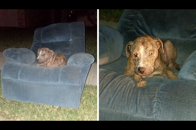 古い肘掛け椅子に座り、まるで助けを待っているかのようなホームレス犬が見つかる