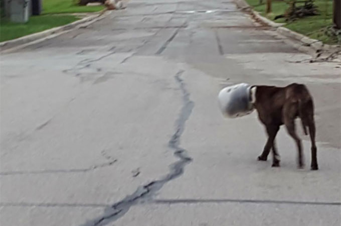 大きなプラスチック製の瓶が頭から外れなくなってしまった犬が見つかる