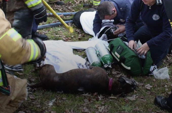 ビル火災に巻き込まれ瀕死の犬が勇敢な消防士によって救い出されるまで