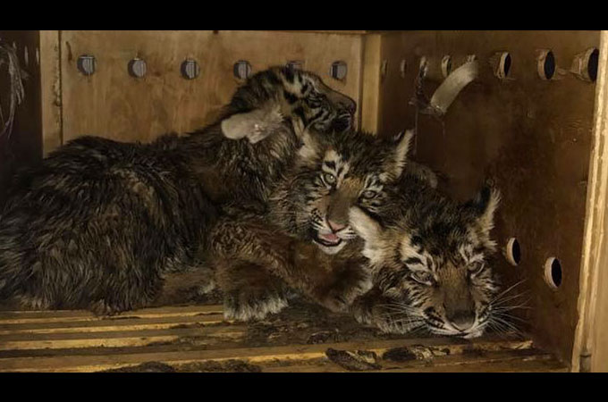 木製の箱に閉じ込められ空港に置き去りにされた絶滅の恐れのあるシベリアトラ