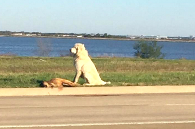 交通事故によって息絶えた仲間の隣でたたずむ犬。仲間を見送る姿に切なくなる。