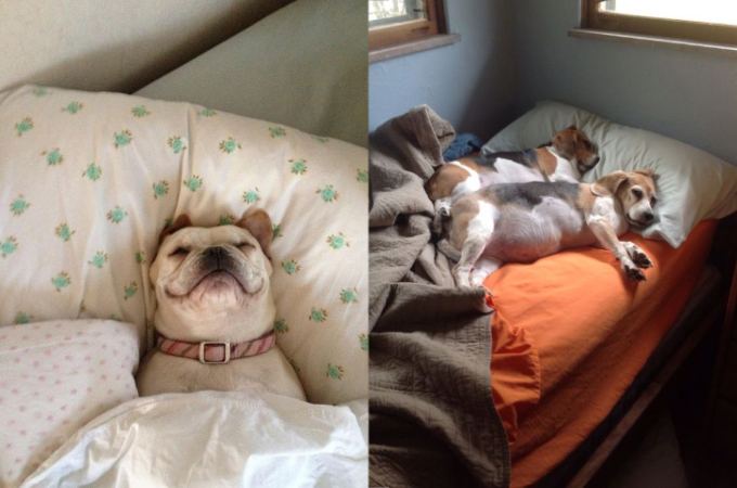 飼い主さんのベッドを堂々と占領し、何食わぬ顔でリラックスをする犬たちの画像20枚