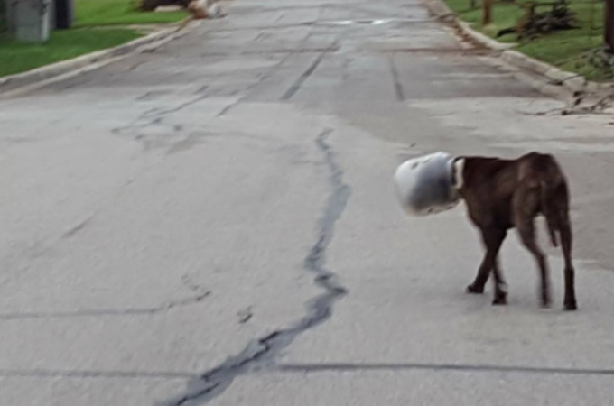 頭にプラスチック容器がすっぽりはまった犬を発見。人を恐れるため救助に3日を要し無事に救出される。