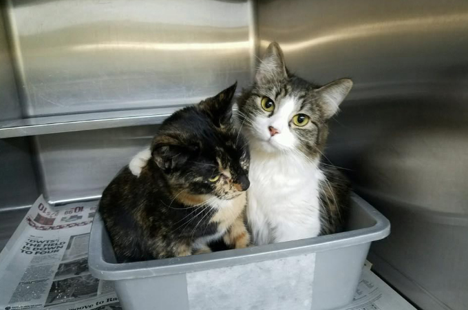 2匹の姉妹猫を保護。深い絆と肩を寄せ合い抱き合う姿に注目が集まりSNSに投稿後2時間で里親が決まる。