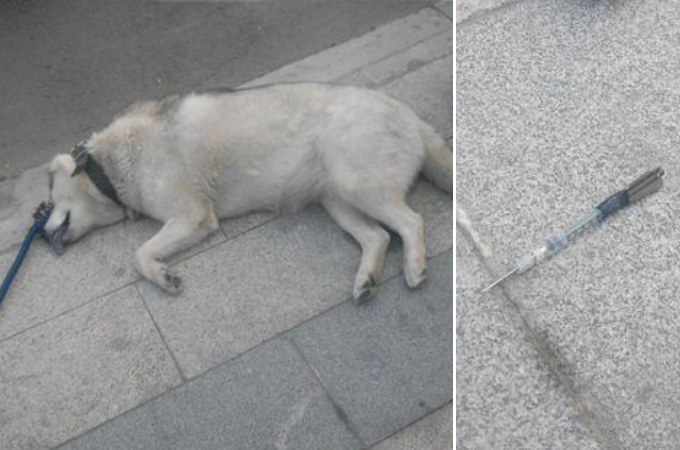 穏やかな散歩のはずが愛犬の突然死。中国で起きた無差別通り魔による毒殺事件に胸が痛む。