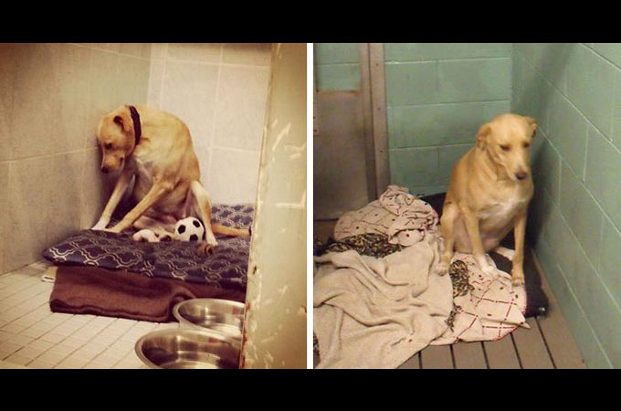 幾度と家を失った「世界で最も悲しい犬」に残されたのは殺処分と言う選択肢
