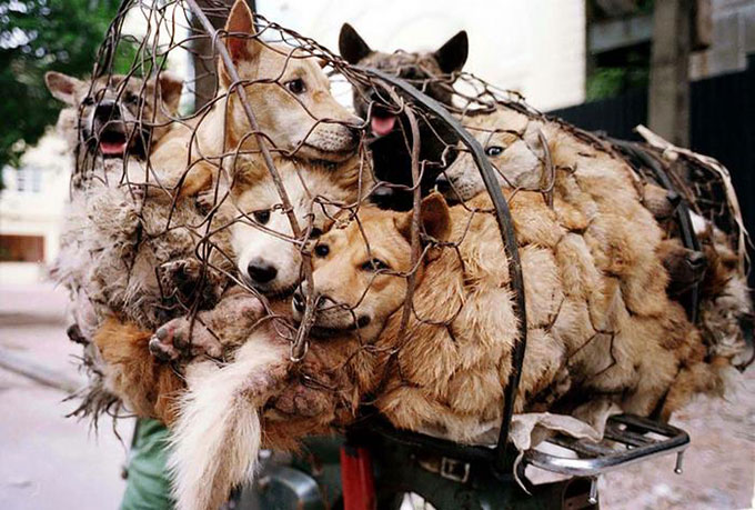 中国の楡林市で行われる犬肉の祭典「楡林犬肉祭」が一時的に禁止に